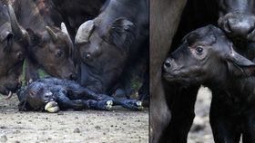 Událost v královédvorské zoo: Narození buvola v přímém přenosu!