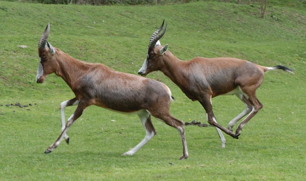 Bůvolci si v plzeňské zoo vesele skotačí.