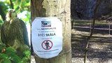 Vzácný sokol zavřel Býčí skálu: Zahnízdil tam po 50 letech, zvědaví turisté dostanou pokutu