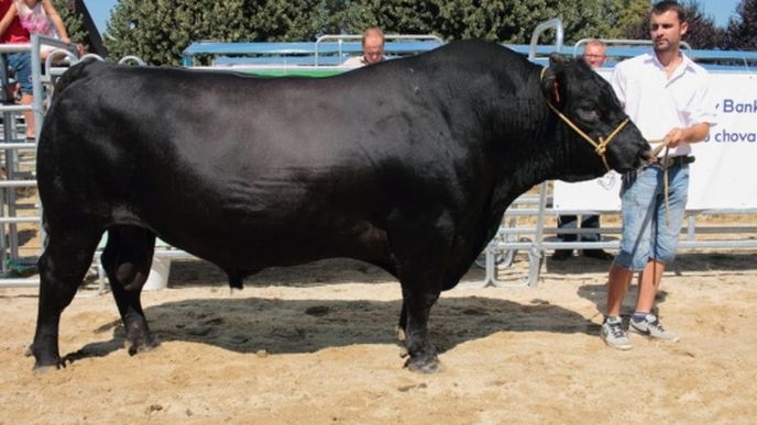 Býci na Jihočeské beef show České Budějovice