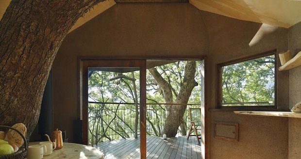 Na několik století starém kafrovém stromě vyrostl největší čajový dům v Japonsku