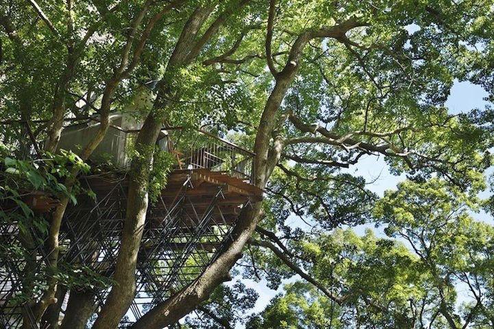 Na několik století starém kafrovém stromě vyrostl největší čajový dům v Japonsku