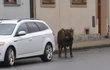 Sotva se mladý býček poprvé podíval z kravína ven, hned se vydal na výlet do města...