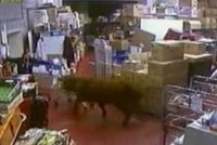 VIDEO: Býk šokoval zákazníky supermarketu!
