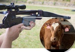 Surovec vyzbrojený kuší a dalšími zbraněmi si našel živý terč: Býkovi střelil šíp do čela