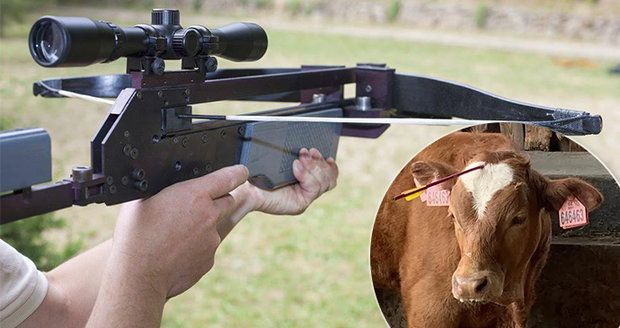 Surovec vyzbrojený kuší postřelil býčka do hlavy! Co mu hrozí?