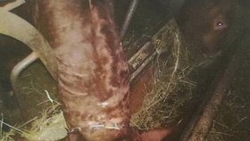 Chovatel (70) nechal býkům zarůst řetězy do krku! Hrozí mu 2 roky za mřížemi