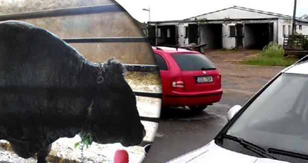 V Krasonicích na Jihlavsku došlo k tragédii: Rozzuřený býk udupal zaměstnance zemědělského podniku