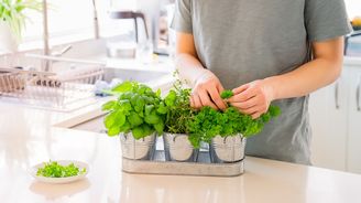 Nejste vrah bylinek! Jen děláte tyhle nesmyslné chyby Nejste vrah bylinek! Jen děláte tyhle nesmyslné chyby