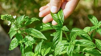 Pěstovat bylinky v bytě? Stačí změnit jeden návyk a uvidíte rozdíl Pěstovat bylinky v bytě? Stačí změnit jeden návyk a uvidíte rozdíl