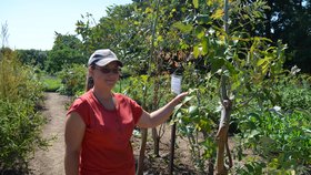 V Brně na Kraví hoře roste a kvete na ploše jednoho hektaru přes 800 druhů léčivých bylin a rostlin. Zahradnice Jana Forštová stojí u nejvoňavějšího z nich – blahovičníku kulatoplodého, známého také jako eukalyptus. Strom z Austrálie obsahuje až 3 % vonných silic s cineolem, tříslovinami a hořčinami.