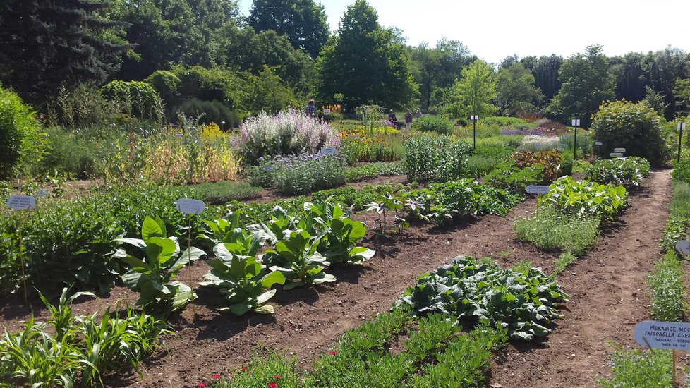 V Brně na Kraví hoře roste a kvete na ploše jednoho hektaru přes 800 druhů a odrůd léčivých, aromatických, kořeninových, tonizujících, ale i jedovatých domácích a cizokrajných rostlin a bylin.