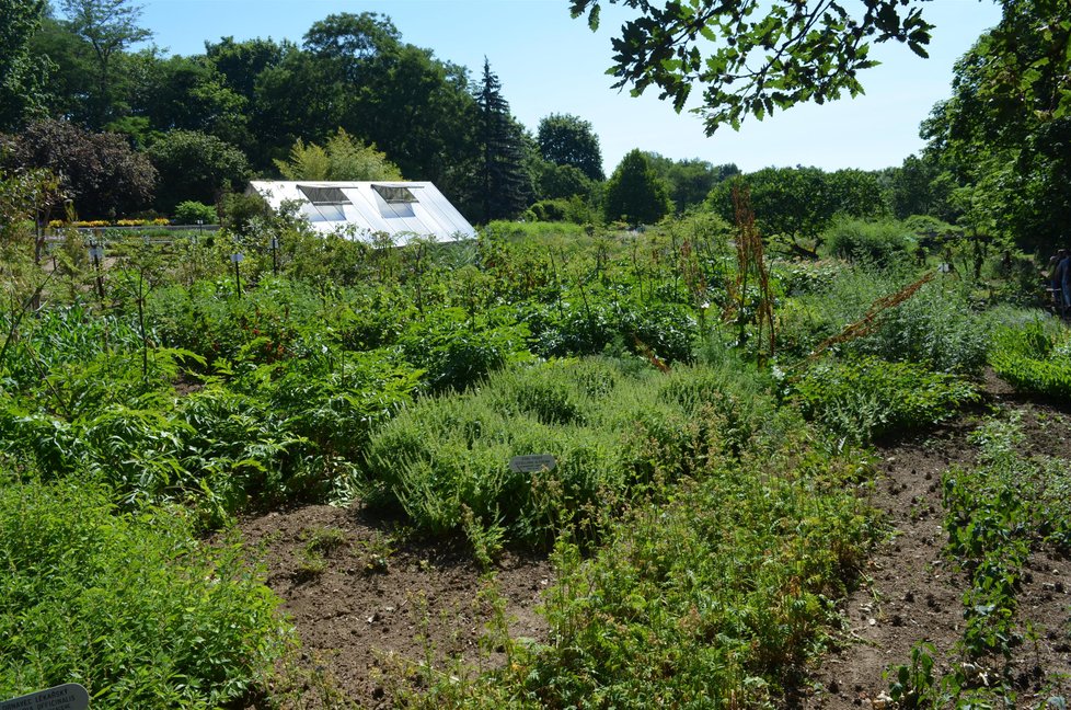 V Brně na Kraví hoře roste a kvete na ploše jednoho hektaru přes 800 druhů a odrůd léčivých, aromatických, kořeninových, tonizujících, ale i jedovatých domácích a cizokrajných rostlin a bylin.