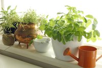 5 kroků, jak vypěstovat dokonalé bylinky na okně