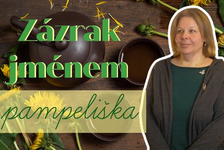 Pampeliška: Nejlepší jarní posila, kterou si můžete přinést z procházky