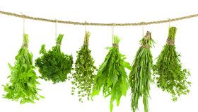Které bylinky vám pomohou od zdravotních problémů? Naučte se je sušit! 