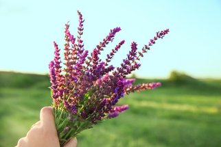 Nechcete brát léky? Vsaďte na nejlepší přírodní antibiotika podle bylinkářky  Nechcete brát léky? Vsaďte na nejlepší přírodní antibiotika podle bylinkářky