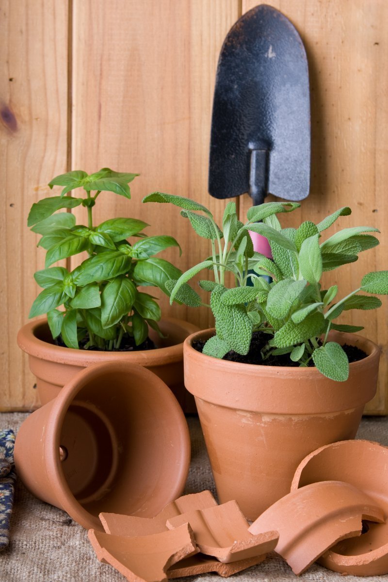 Čerstvé bylinky vnesou jaro i do vaší kuchyně