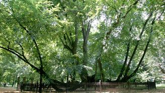 Bzenecká lípa: Devět století starý strom byl němým svědkem mnoha historických událostí