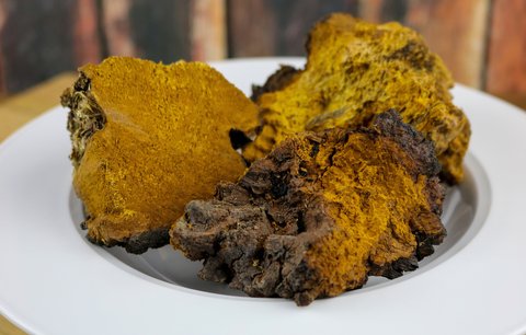 Čaga! Nejodpudivější houba na světě má zázračné účinky