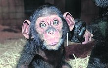 Rozkošná samička šimpanze z plzeňské zoo: Caila roste v utajení!