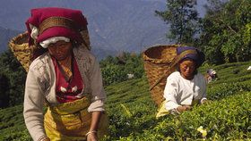 Stávka indických plantážníků se může dotknout milovníků luxusního čaje.
