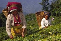 Produkci luxusního čaje ohrožují nepokoje a stávky. Sklizena je jen třetina úrody
