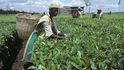 Sběr čaje v Keni může být stále řidším jevem