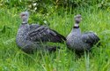Mládě bizarního ptáka čáji obojkové v olomoucké zoo