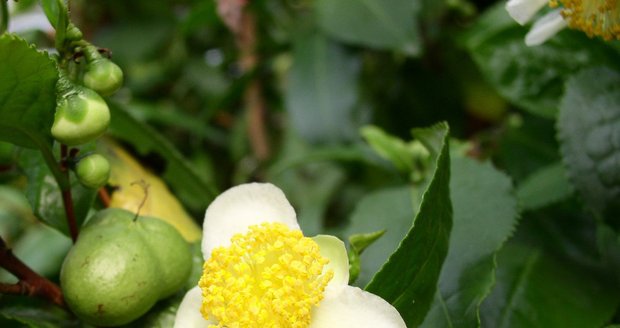 Čajovník čínský zajímavě kvete. Pokud chcete, aby měl i semena, v bytě musíte květy opylovat štetečkem