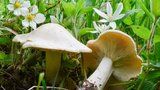 Májovka: Kdy vyrazit na oblíbenou jarní houbu? Mykolog prozradil osvědčený trik
