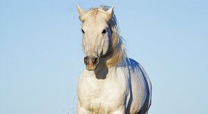 Zrozeni z vln: Bílí koně z Camargue