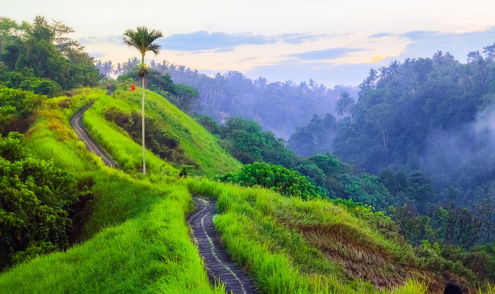 Campuhan Ridge Walk v Ubudu