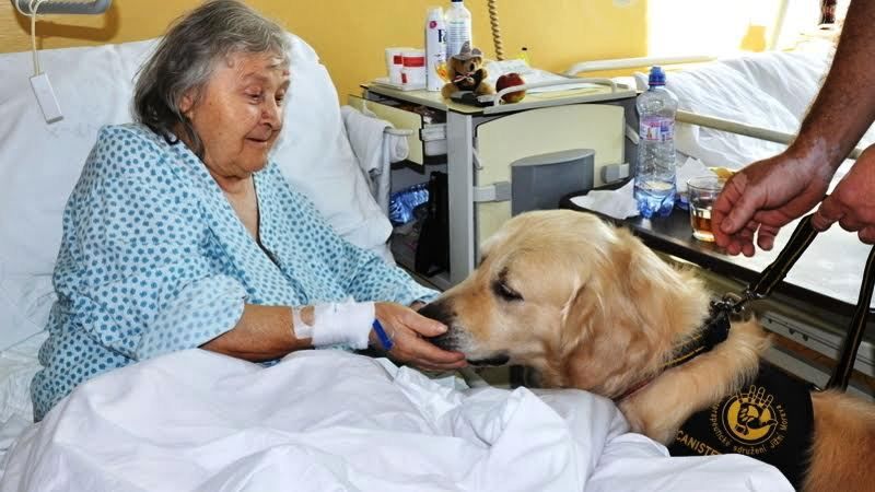 Canisterapii používá stále více nemocnic. „Co trvá rehabilitací třeba půl hodiny, pes krátí na minuty,“ míní odborník.