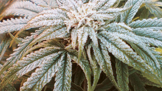 Cannabis art, 3. místo podle čtenářů: Bílá vdova