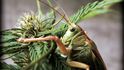 Cannabis art, 1. místo podle redakce: Tibet&#39;s Garden Grasshopper Likes Hemp