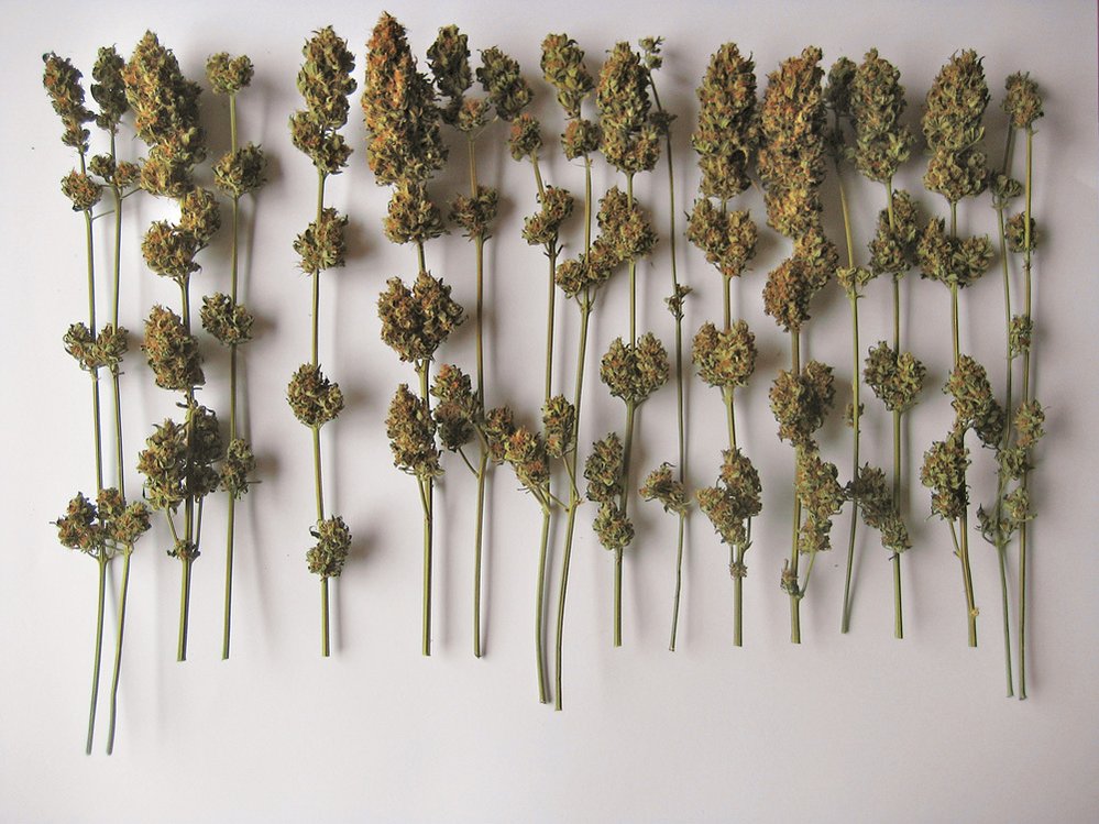 Cannabis art, 2. místo podle redakce: Claustrum Carovy Koo