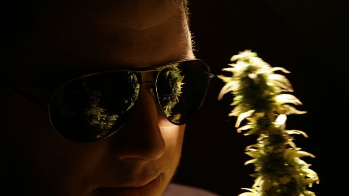Cannabis Cup 2010