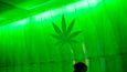 Párty Reflex Cannabis Cup 2012