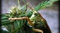 Tibeth\\\\&#39;s Garden - Grasshopper like hemp