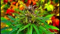 Volně rostoucí cannabis