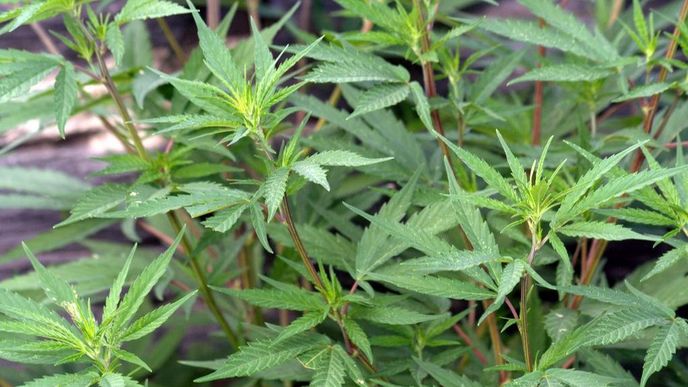 cannabis sativa cannabis sativa