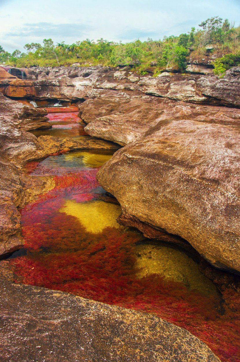 Caño Cristales, které se říká řeka pěti barev, se klikatí krajinou v délce 100 kilometrů a zavlažuje flóru národního parku Sierra de la Macarena.