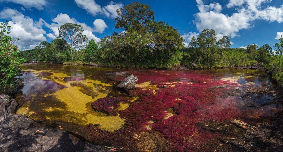 Za svou pětibarevnost vděčí tento tok na okraji obrovské amazonské džungle místním vodním rostlinám. Hlavními původci barevné palety jsou řasy rodu Macarenia clavigera.