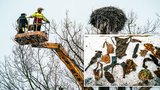 Čapí hnízdo obývá zloděj a fetišista! Ukradené plavky a podprsenky překvapily ošetřovatele zooparku