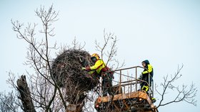 Ošetřovatelé ze Zooparku v Chomutově našli v čapím hnízdě hromadu oblečení.