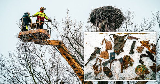 Čapí hnízdo obývá zloděj a fetišista! Ukradené plavky a podprsenky překvapily ošetřovatele zooparku