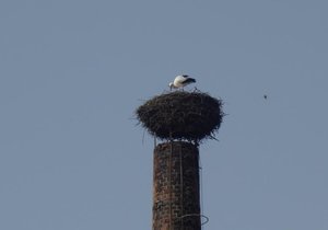 První pozorovaný čapí samec na severu Moravy uklízí hnízdo na komíně, jinak by mu partnerka dala košem.