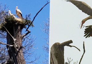 Čápi v Chomutově si museli svoje hnízdo vybojovat