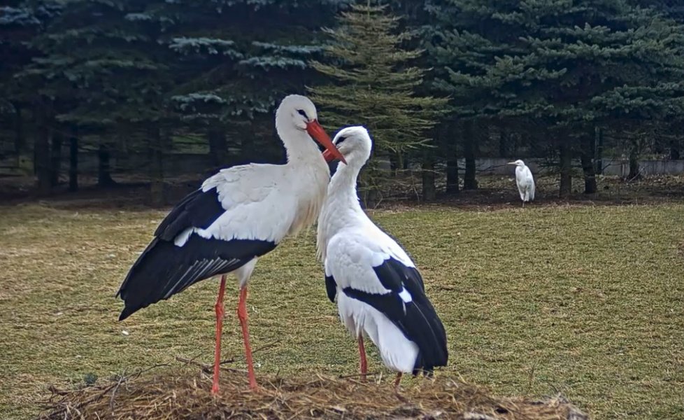 Péče o čapí mláďata je dlouhá a náročná. Čápi kvůli tomu stihnou jen jednu snůšku za rok